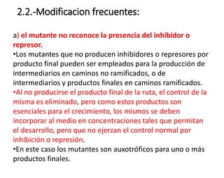 2.2.-Modificacion frecuentes:
a) el mutante no reconoce la presencia del inhibidor o
represor.
•Los mutantes que no producen inhibidores o represores por
producto final pueden ser empleados para la producción de
intermediarios en caminos no ramificados, o de
intermediarios y productos finales en caminos ramificados.
•Al no producirse el producto final de la ruta, el control de la
misma es eliminado, pero como estos productos son
esenciales para el crecimiento, los mismos se deben
incorporar al medio en concentraciones tales que permitan
el desarrollo, pero que no ejerzan el control normal por
inhibición o represión.
•En este caso los mutantes son auxotróficos para uno o más
productos finales.
 