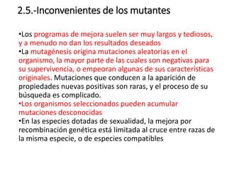 2.5.-Inconvenientes de los mutantes
•Los programas de mejora suelen ser muy largos y tediosos,
y a menudo no dan los resultados deseados
•La mutagénesis origina mutaciones aleatorias en el
organismo, la mayor parte de las cuales son negativas para
su supervivencia, o empeoran algunas de sus características
originales. Mutaciones que conducen a la aparición de
propiedades nuevas positivas son raras, y el proceso de su
búsqueda es complicado.
•Los organismos seleccionados pueden acumular
mutaciones desconocidas
•En las especies dotadas de sexualidad, la mejora por
recombinación genética está limitada al cruce entre razas de
la misma especie, o de especies compatibles
 
