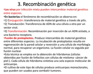 3. Recombinación genética
•Los virus por infección mixta pueden intercambiar material genético
entre especies.
•En bacterias el fenómeno de recombinación se observa en:
•1) Conjugación: transferencia de material genético a través de pilis.
•2) Transducción: Transferencia de ADN de una célula a otra por un
vector viral.
•3) Transformación: Recombinación por inserción de un ADN aislado, a
una bacteria receptora.
•Fusión de protoplastos. Produce intercambio de material genético
entre diferentes especies. La incubación de protoplastos resulta en
regeneración de la pared celular y reversión a una célula de morfología
normal, para recuperar un organismo. La fusión celular es seguida por
fusión nuclear.
•Esta técnica se emplea en la obtención de hibridomas (células
obtenidas por fusión de linfocitos con células de mieloma- cáncer de
piel-). Cada célula de hibridoma sintetiza una sola especie molecular de
anticuerpo.
•El cultivo de este tipo de células produce anticuerpos monoclonales,
que pueden ser usados para combatir tumores.
 