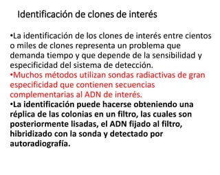 Identificación de clones de interés
•La identificación de los clones de interés entre cientos
o miles de clones representa un problema que
demanda tiempo y que depende de la sensibilidad y
especificidad del sistema de detección.
•Muchos métodos utilizan sondas radiactivas de gran
especificidad que contienen secuencias
complementarias al ADN de interés.
•La identificación puede hacerse obteniendo una
réplica de las colonias en un filtro, las cuales son
posteriormente lisadas, el ADN fijado al filtro,
hibridizado con la sonda y detectado por
autoradiografía.
 