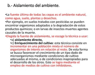 b.- Aislamiento del ambiente.
•La fuente última de todas las cepas es el ambiente natural,
como agua, suelo, plantas y desechos.
•Por ejemplo, en suelos tratados con pesticidas se pueden
encontrar organismos adaptados a la degradación de estos
productos químicos; o en larvas de insectos muertos agentes
causales de la muerte.
•Elegida la fuente de aislamiento, se escoge la técnica a usar:
•a) aislamiento directo,
•c) Enriquecimiento del cultivo: esta técnica consiste en
incrementar en una población mixta el número de
organismos de interés en relación al resto. De esta forma
se busca favorecer el crecimiento de un tipo dado de
microorganismos mediante condiciones de cultivo
adecuadas al mismo, o de condiciones inapropiadas para
el desarrollo de los otros. Esto se logra mediante el
empleo de medios de cultivo con inhibidores.
 