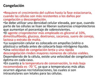 Congelación
•Requiere el crecimiento del cultivo hasta la fase estacionaria,
cuando las células son más resistentes a los daños por
congelación y descongelación.
•Se debe utilizar una densidad celular elevada, por que, cuando
parte de las células se lisan se liberan sustancias crioprotectoras
que aumentan el porcentaje de sobrevivientes.
•El agente crioprotector más empleado es glicerol al 10%,
dimetilsulfóxido, glucosa, dextranos, sacarosa, suero de conejo,
lactosa y extrato de malta.
•La suspensión celular es colocada en ampollas (vidrio o
plástico) y sellada antes de colocarla bajo nitrógeno líquido.
•Una velocidad de congelación lenta y una rápida
descongelación rinden mayores números de células viables.
Dependiendo de la célula, existe una velocidad de congelación
óptima en cada caso.
•En cuanto a la temperatura de conservación, la más baja
recomendada es -70 °C, ya que a temperaturas más altas
ocurren algunas recristalizaciones, las cuales si son
intracelulares son letales para las células.
 
