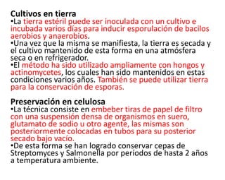 Cultivos en tierra
•La tierra estéril puede ser inoculada con un cultivo e
incubada varios días para inducir esporulación de bacilos
aerobios y anaerobios.
•Una vez que la misma se manifiesta, la tierra es secada y
el cultivo mantenido de esta forma en una atmósfera
seca o en refrigerador.
•El método ha sido utilizado ampliamente con hongos y
actinomycetes, los cuales han sido mantenidos en estas
condiciones varios años. También se puede utilizar tierra
para la conservación de esporas.
Preservación en celulosa
•La técnica consiste en embeber tiras de papel de filtro
con una suspensión densa de organismos en suero,
glutamato de sodio u otro agente, las mismas son
posteriormente colocadas en tubos para su posterior
secado bajo vacío.
•De esta forma se han logrado conservar cepas de
Streptomyces y Salmonella por períodos de hasta 2 años
a temperatura ambiente.
 