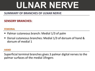 ULNAR NERVE
SUMMARY OF BRANCHES OF ULNAR NERVE
SENSORY BRANCHES:
 Palmar cutaneous branch: Medial 1/3 of palm
 Dorsal cutaneous branches: Medial 1/3 of dorsum of hand &
dorsum of medial 1
Superficial terminal branches gives 3 palmar digital nerves to the
palmar surfaces of the medial 1fingers
FEMORAL
HAND
 