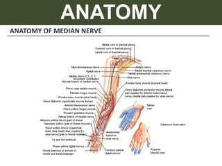 ANATOMY
ANATOMY OF MEDIAN NERVE
 