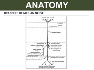 ANATOMY
BRANCHES OF MEDIAN NERVE
 