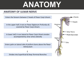 ANATOMY
ANATOMY OF ULNAR NERVE
Enters the forearm between 2 heads of Flexor Carpi Ulnaris
In the upper half, it rest on Flexor Digitorum Profundus &
covered by Flexor Carpi Ulnaris
In lower half, it runs lateral to Flexor Carpi Ulnaris tendon
accompanied by ulnar artery laterally
Enters palm on lateral side of pisiform bone above the flexor
retinaculum
Divides into Superficial & Deep Terminal Branches
 