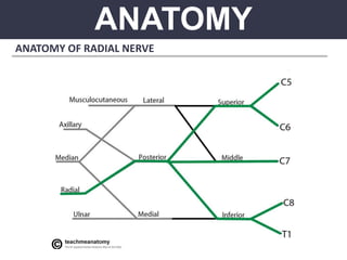 ANATOMY
ANATOMY OF RADIAL NERVE
 