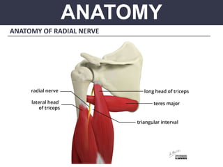 ANATOMY
ANATOMY OF RADIAL NERVE
 