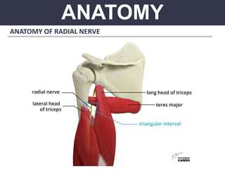ANATOMY
ANATOMY OF RADIAL NERVE
 