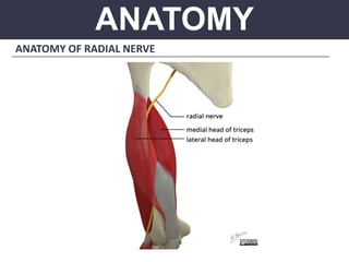 ANATOMY
ANATOMY OF RADIAL NERVE
 
