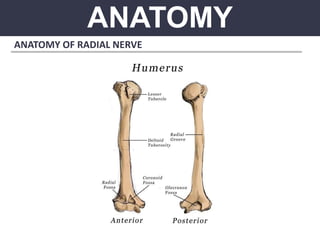 ANATOMY
ANATOMY OF RADIAL NERVE
 