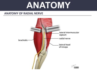 ANATOMY
ANATOMY OF RADIAL NERVE
 