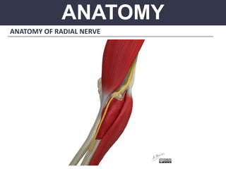 ANATOMY
ANATOMY OF RADIAL NERVE
 