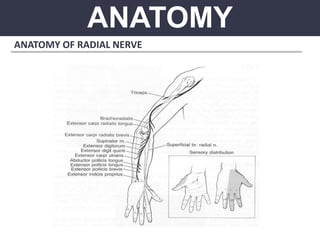ANATOMY
ANATOMY OF RADIAL NERVE
 