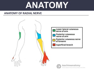 ANATOMY
ANATOMY OF RADIAL NERVE
 