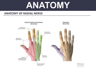 ANATOMY
ANATOMY OF RADIAL NERVE
 