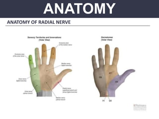 ANATOMY
ANATOMY OF RADIAL NERVE
 
