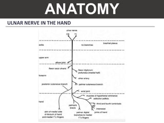 ANATOMY
ULNAR NERVE IN THE HAND
 