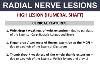 RADIAL NERVE LESIONS
HIGH LESION (HUMERAL SHAFT)
CLINICAL FEATURES
1. Wrist drop / weakness of wrist extension – due to paralysis
of the Extensor Carpi Radialis Longus and Brevis
1. Finger drop / weakness of fingers extension at the MCPJ –
due to paralysis of the Extensor Digitorum
1. Thumb drop / weakness of the whole thumb extension –
due to paralysis of the Extensor Pollicis longus and brevis)
 