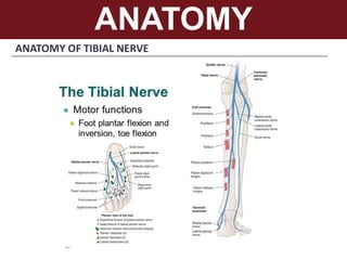 ANATOMY
ANATOMY OF TIBIAL NERVE
 