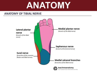 ANATOMY
ANATOMY OF TIBIAL NERVE
 