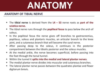 ANATOMY
ANATOMY OF TIBIAL NERVE
 The tibial nerve is derived from the L4 – S3 nerve roots as part of the
sciatica nerve.
 The tibial nerve runs through the popliteal fossa to pass below the arch of
soleus.
 In the popliteal fossa the nerve gives off branches to gastrocnemius,
popliteus, soleus and plantaris muscles, an articular branch to the knee
joint, and a cutaneous branch that will become the sural nerve.
 After passing deep to the soleus, it continues in the posterior
compartment between the tibialis posterior and the soleus muscles.
 At the medial ankle, the nerve becomes superficial, before passing into
the foot through the tarsal tunnel.
 Within the tunnel it splits into the medial and lateral plantar nerves.
 The medial plantar nerve divides into muscular and cutaneous branches.
 The lateral plantar nerve passes between the quadrates plantae and flexor
digitorum brevis.
 