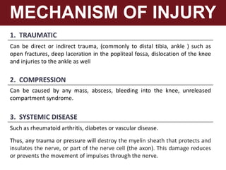 1. TRAUMATIC
Can be direct or indirect trauma, (commonly to distal tibia, ankle ) such as
open fractures, deep laceration in the popliteal fossa, dislocation of the knee
and injuries to the ankle as well
MECHANISM OF INJURY
Can be caused by any mass, abscess, bleeding into the knee, unreleased
compartment syndrome.
2. COMPRESSION
Such as rheumatoid arthritis, diabetes or vascular disease.
Thus, any trauma or pressure will destroy the myelin sheath that protects and
insulates the nerve, or part of the nerve cell (the axon). This damage reduces
or prevents the movement of impulses through the nerve.
3. SYSTEMIC DISEASE
 