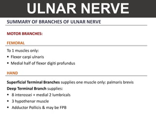 ULNAR NERVE
SUMMARY OF BRANCHES OF ULNAR NERVE
MOTOR BRANCHES:
To 1 muscles only:
 Flexor carpi ulnaris
 Medial half of flexor digiti profundus
Superficial Terminal Branches supplies one muscle only: palmaris brevis
Deep Terminal Branch supplies:
 8 interossei + medial 2 lumbricals
 3 hypothenar muscle
 Adductor Pollicis & may be FPB
FEMORAL
HAND
 