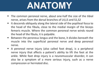 ANATOMY
 The common peroneal nerve, about one-half the size of the tibial
nerve, arises from the dorsal branches of L4,L5 and S1,S2
 It descends obliquely along the lateral side of the popliteal fossa to
the head of the fibula, close to the medial margin of the biceps
femoris muscle. Where the common peroneal nerve winds round
the head of the fibula, it is palpable.
 Between the peroneus longus and the bone, it divides beneath the
muscle into the superficial peroneal nerve and deep peroneal
nerve.
 A peroneal nerve injury (also called foot drop), is a peripheral
nerve injury that affects a patient’s ability to lift the foot at the
ankle. While foot drop injury is a neuromuscular disorder, it can
also be a symptom of a more serious injury, such as a nerve
compression or herniated disc.
 