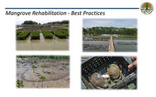 Policy and implementation of mangrove strategic management plan