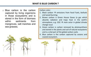 Policy and implementation of mangrove strategic management plan