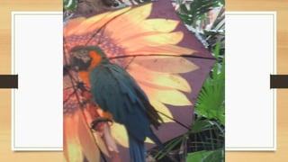 אלסקה ורוקיס 0815 