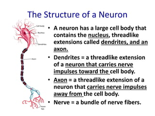 The Structure of a Neuron
• A neuron has a large cell body that
contains the nucleus, threadlike
extensions called dendrites, and an
axon.
• Dendrites = a threadlike extension
of a neuron that carries nerve
impulses toward the cell body.
• Axon = a threadlike extension of a
neuron that carries nerve impulses
away from the cell body.
• Nerve = a bundle of nerve fibers.
 