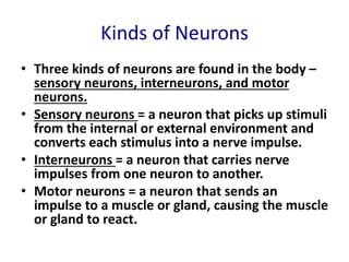 Kinds of Neurons
• Three kinds of neurons are found in the body –
sensory neurons, interneurons, and motor
neurons.
• Sensory neurons = a neuron that picks up stimuli
from the internal or external environment and
converts each stimulus into a nerve impulse.
• Interneurons = a neuron that carries nerve
impulses from one neuron to another.
• Motor neurons = a neuron that sends an
impulse to a muscle or gland, causing the muscle
or gland to react.
 