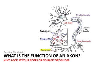 WHAT IS THE FUNCTION OF AN AXON?
HINT: LOOK AT YOUR NOTES OR GO BACK TWO SLIDES
Reading Checkpoint
 