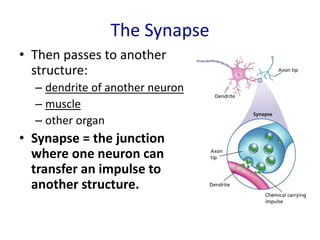The Synapse
• Then passes to another
structure:
– dendrite of another neuron
– muscle
– other organ
• Synapse = the junction
where one neuron can
transfer an impulse to
another structure.
 