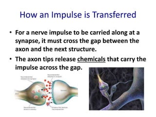 How an Impulse is Transferred
• For a nerve impulse to be carried along at a
synapse, it must cross the gap between the
axon and the next structure.
• The axon tips release chemicals that carry the
impulse across the gap.
 