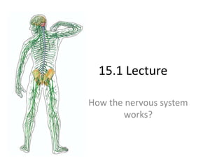 15.1 Lecture
How the nervous system
works?
 