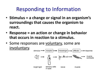 Responding to Information
• Stimulus = a change or signal in an organism’s
surroundings that causes the organism to
react.
• Response = an action or change in behavior
that occurs in reaction to a stimulus.
• Some responses are voluntary, some are
involuntary.
 