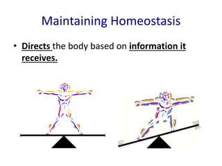 Maintaining Homeostasis
• Directs the body based on information it
receives.
 