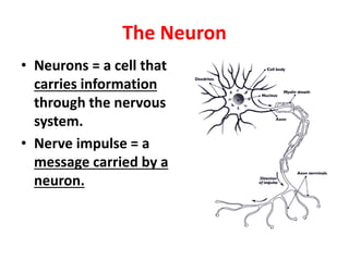 The Neuron
• Neurons = a cell that
carries information
through the nervous
system.
• Nerve impulse = a
message carried by a
neuron.
 