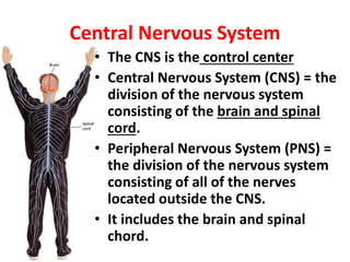 Central Nervous System
• The CNS is the control center
• Central Nervous System (CNS) = the
division of the nervous system
consisting of the brain and spinal
cord.
• Peripheral Nervous System (PNS) =
the division of the nervous system
consisting of all of the nerves
located outside the CNS.
• It includes the brain and spinal
chord.
 