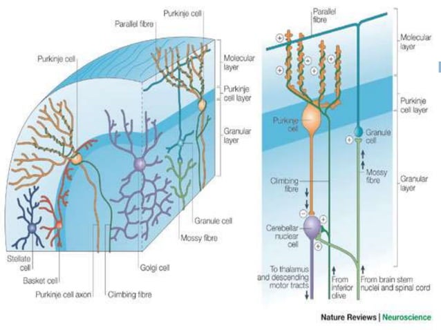Cerebellum and its connections | PPTX