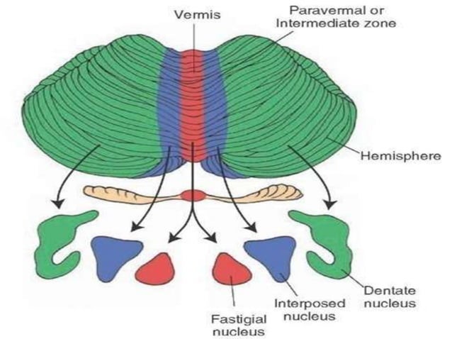 Cerebellum and its connections | PPTX