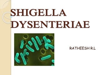 SHIGELLA
DYSENTERIAE
RATHEESH R.L
 
