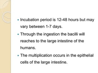  Incubation period is 12-48 hours but may
vary between 1-7 days.
 Through the ingestion the bacilli will
reaches to the large intestine of the
humans.
 The multiplication occurs in the epithelial
cells of the large intestine.
 