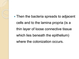  Then the bacteria spreads to adjacent
cells and to the lamina propria (is a
thin layer of loose connective tissue
which lies beneath the epithelium)
where the colonization occurs.
 