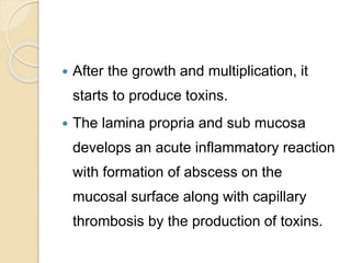  After the growth and multiplication, it
starts to produce toxins.
 The lamina propria and sub mucosa
develops an acute inflammatory reaction
with formation of abscess on the
mucosal surface along with capillary
thrombosis by the production of toxins.
 
