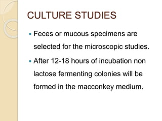 CULTURE STUDIES
 Feces or mucous specimens are
selected for the microscopic studies.
 After 12-18 hours of incubation non
lactose fermenting colonies will be
formed in the macconkey medium.
 